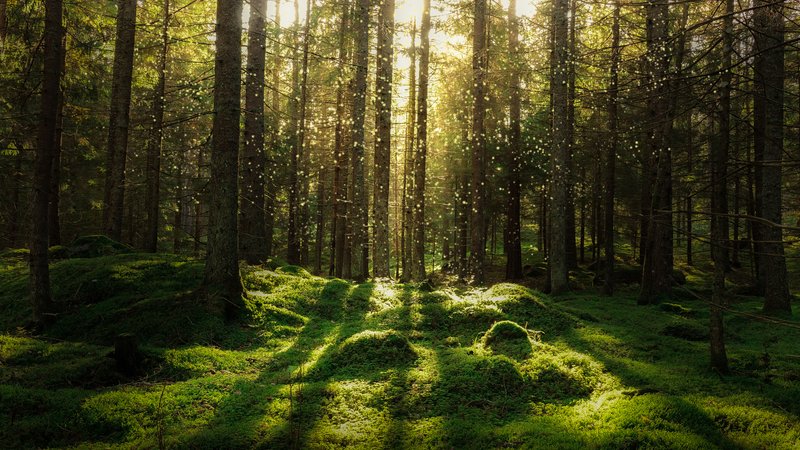 En bild tagen i skogen. Träden står täta, mossa på marken. Solen strilar in.