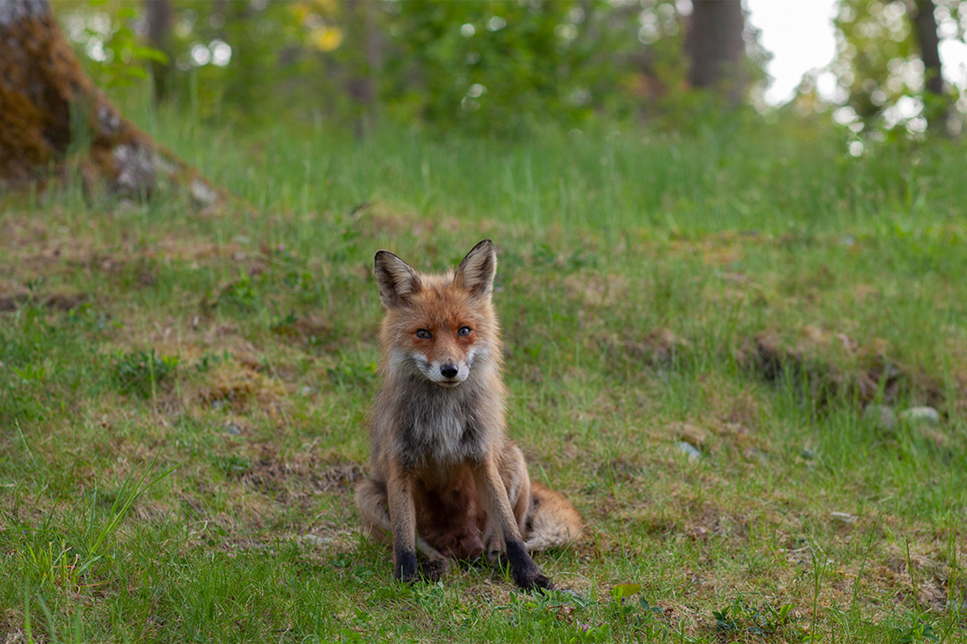 En räv sitter orädd på en trädgårdstomt och tittar rakt in i kameran.