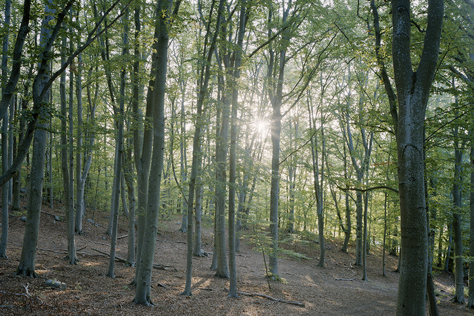 Bokskogen utanför Ekebyhovs slott. Solen skiner mellan de gröna  träden.