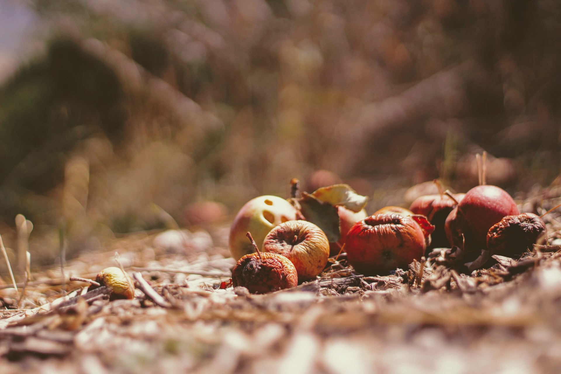 Gammal frukt på bädd av kvistar och löv.